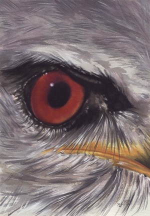 Framed Eye Catching Kite Print