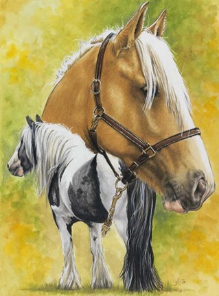 Framed Irish Cob Print