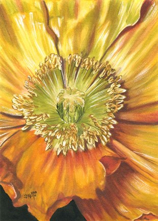 Framed Sunburst Print