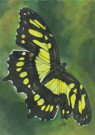 Framed Malachite Butterfly Print