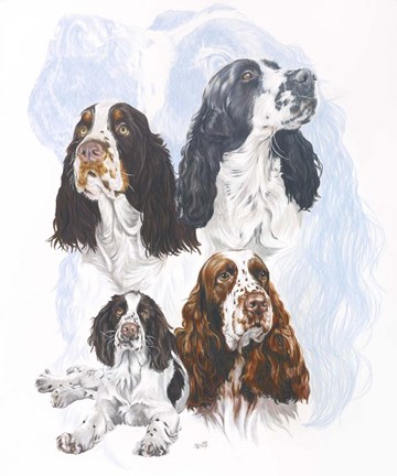 Framed Springer Spaniel Print