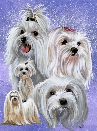 Framed Maltese Print