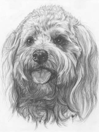 Framed Cock-a-poo Print