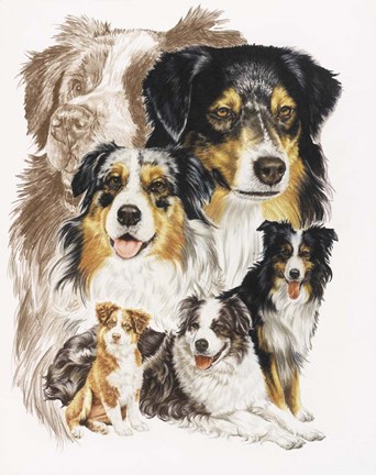 Framed Australian Shepherds Print