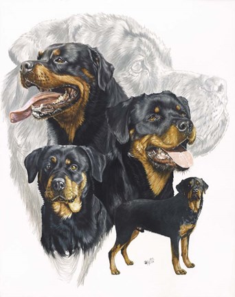 Framed Rottweiler Print