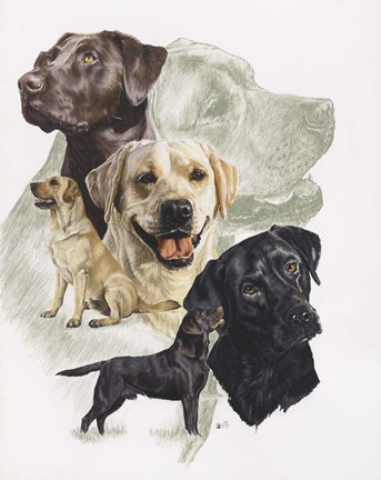 Framed Labrador Print