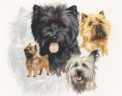Framed Cairn Terrier Print