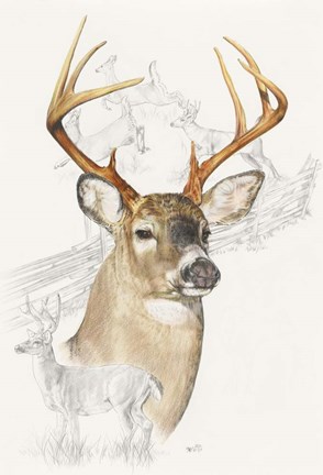 Framed White Tailed Deer Print