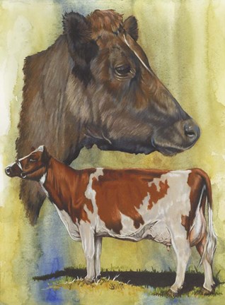 Framed Ayrshire Cows Print
