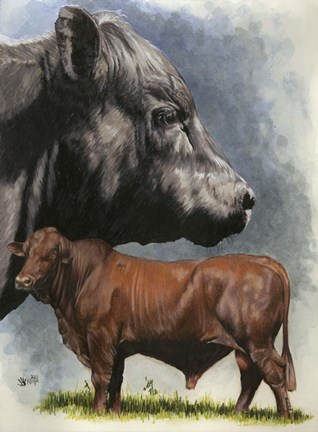Framed Angus Cattle Print