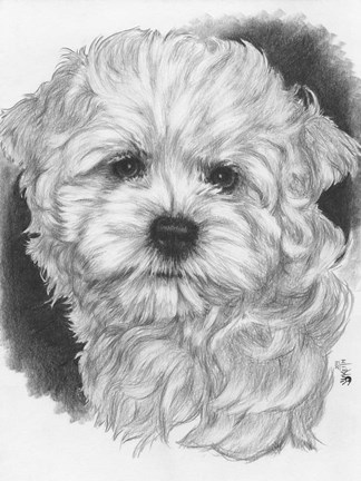 Framed Maltichon Print