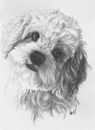 Framed Cavachon Print