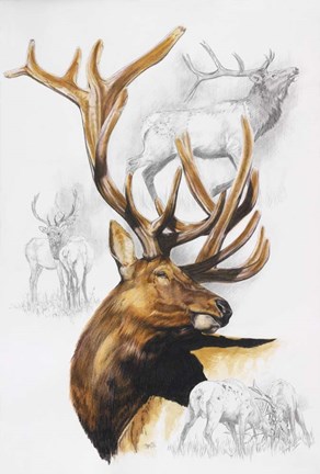 Framed Elk Print