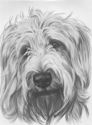 Framed Labradootle Print