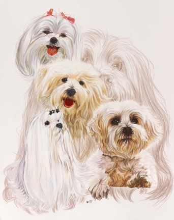 Framed Maltese Print