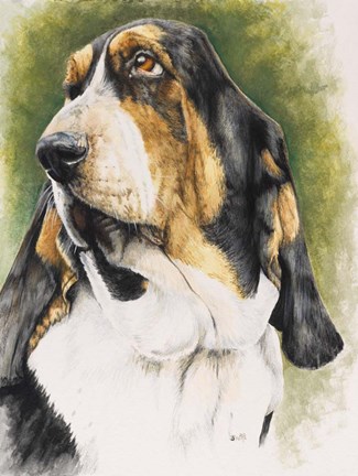 Framed Basset Hound Print
