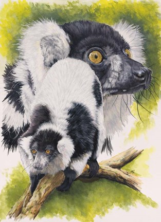 Framed Black &amp; White Lemur Print