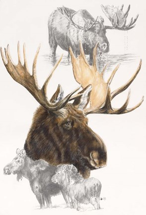 Framed Moose Print