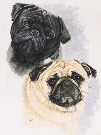 Framed Pugs Print