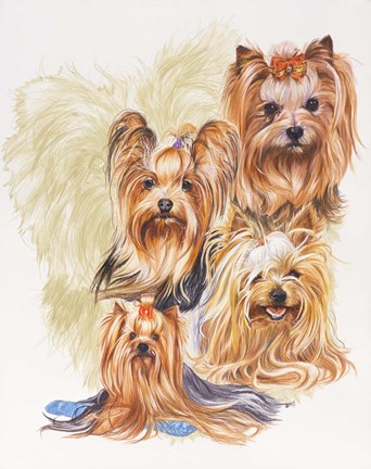 Framed Yorkshire Terrier Print