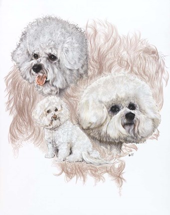 Framed Bichon Frise Print