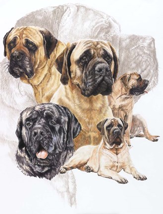 Framed Bull Mastiff with Ghost Print