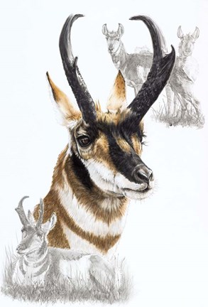 Framed Pronghorn Print