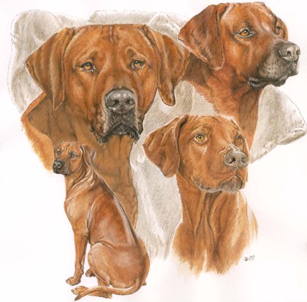 Framed Rhodisian Ridgeback Print