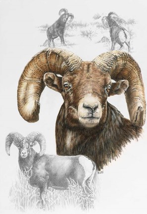 Framed Big Horn Sheep Print
