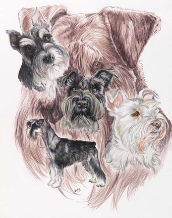 Framed Miniature Schnauzer Print