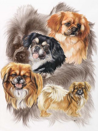 Framed Tibetan Spaniel Print