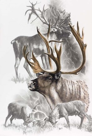 Framed Caribou Print