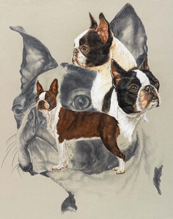 Framed Boston Terrier Print