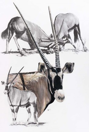 Framed Gemsbok Print
