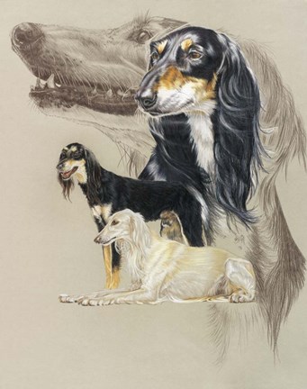Framed Saluki Print