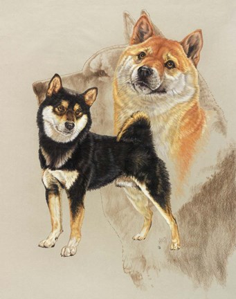 Framed Sheba Inu Print