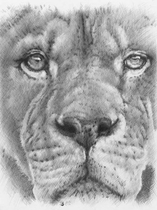 Framed Up Close Lion Print