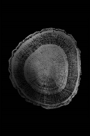 Framed Silver Foil Tree Ring I on Black Print