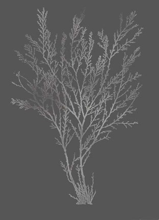 Framed Silver Foil Algae I on Dark Grey Print