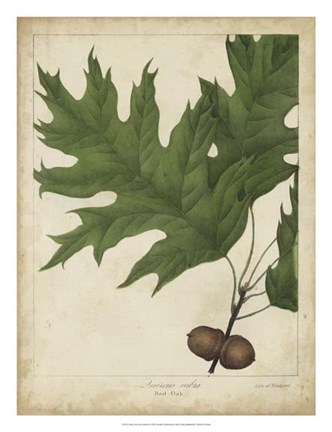 Framed Oak Leaves &amp; Acorns II Print