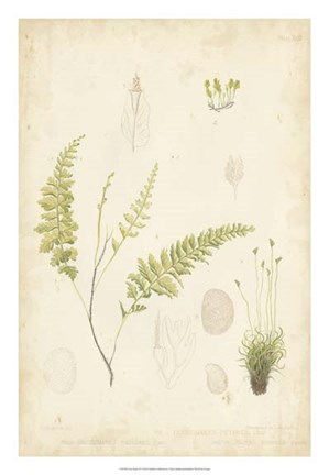 Framed Fern Study IV Print