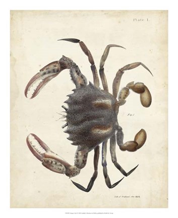 Framed Vintage Crab I Print