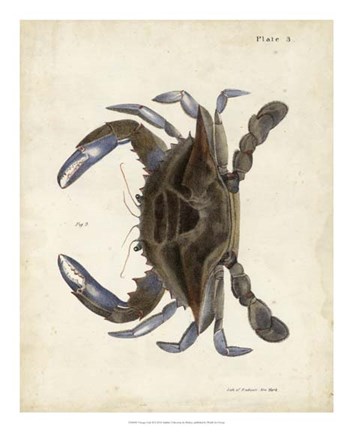 Framed Vintage Crab II Print