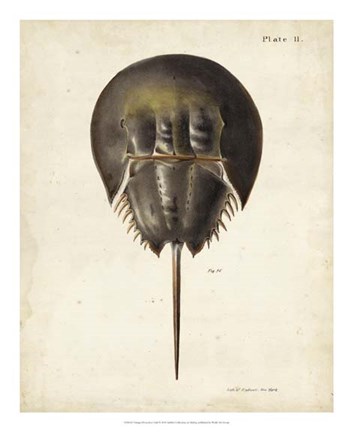 Framed Vintage Horseshoe Crab Print