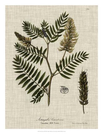 Framed Linen &amp; Leaves III Print