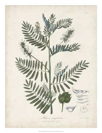 Framed Flowering Flora I Print