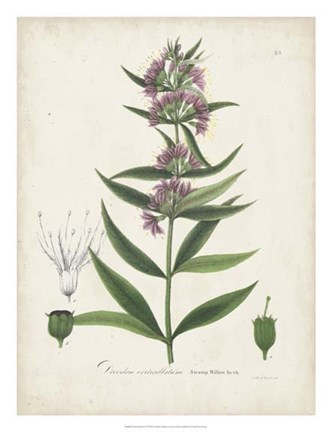 Framed Flowering Flora IV Print