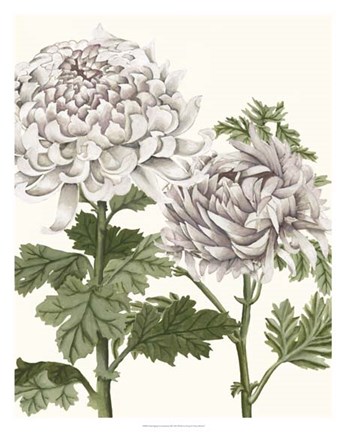 Framed Early Spring Chrysanthemums III Print
