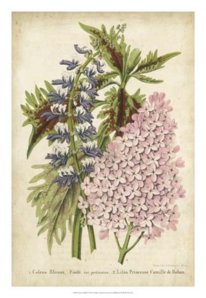 Framed Summer Medley IV Print