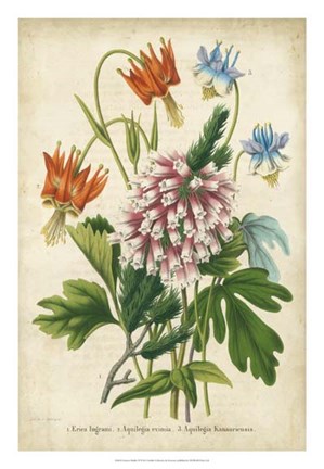 Framed Summer Medley VI Print